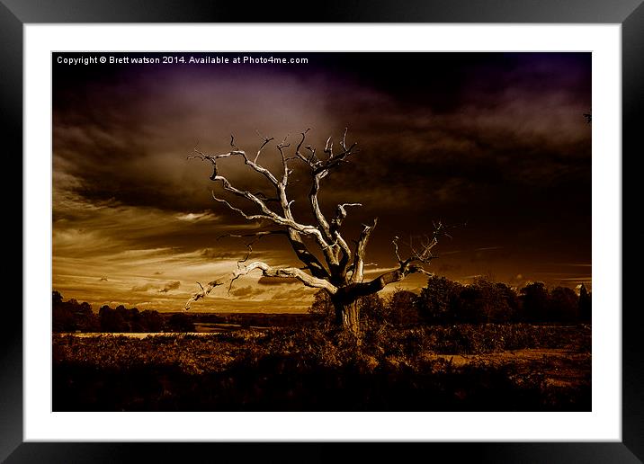  he dead tree Framed Mounted Print by Brett watson