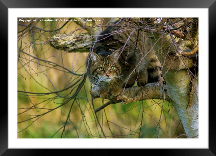  Scottish Wildcat Framed Mounted Print by Brett watson