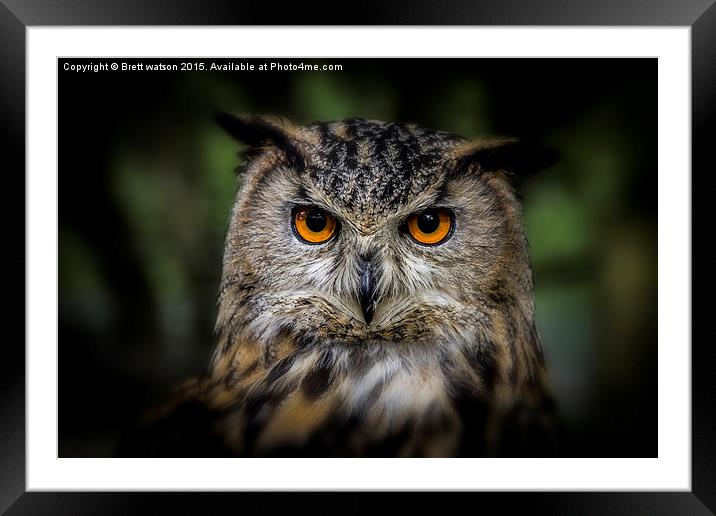  european eagle owl Framed Mounted Print by Brett watson