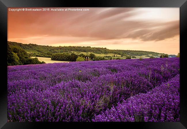  lavender fields in otford Framed Print by Brett watson