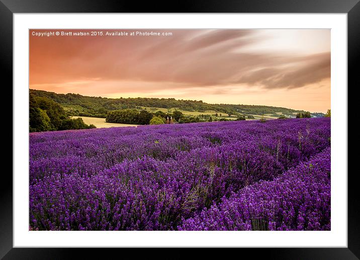  lavender fields in otford Framed Mounted Print by Brett watson