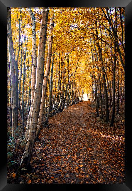  autumn path way Framed Print by Brett watson