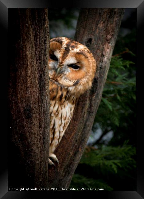 tawny owl Framed Print by Brett watson