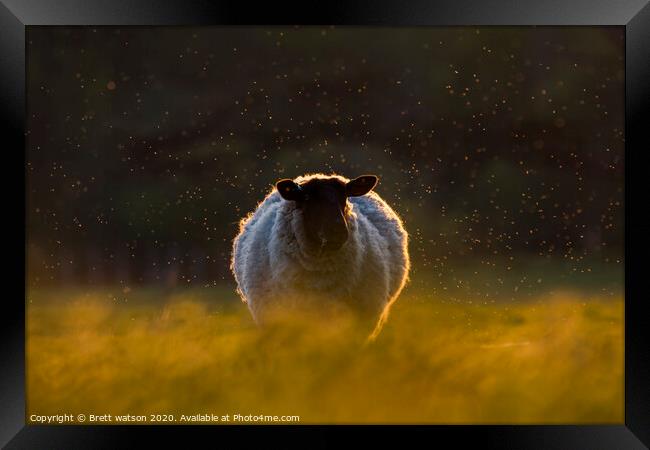 a sheep at sunset Framed Print by Brett watson