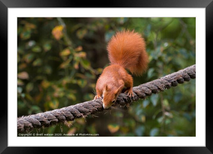 A close up of a Red squirrel  Framed Mounted Print by Brett watson
