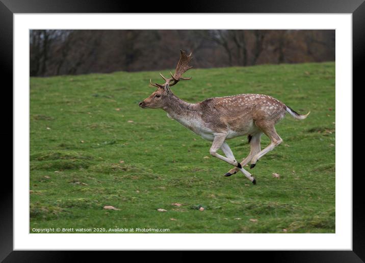 fallow deer on the run Framed Mounted Print by Brett watson