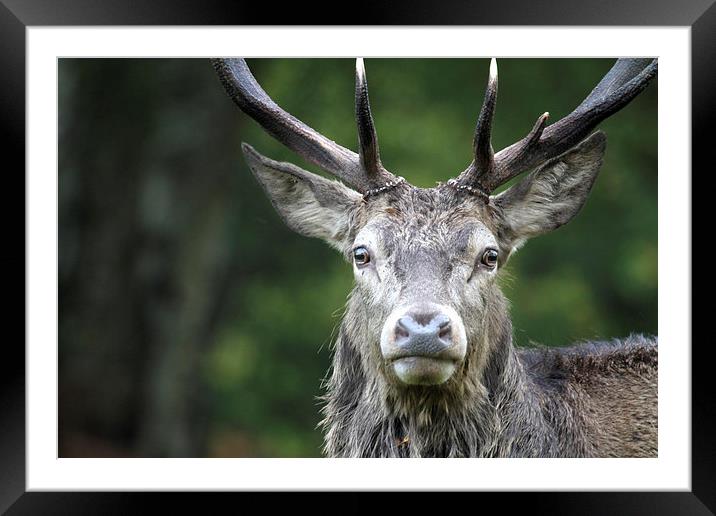 Close up Red Deer Framed Mounted Print by chris lloyd