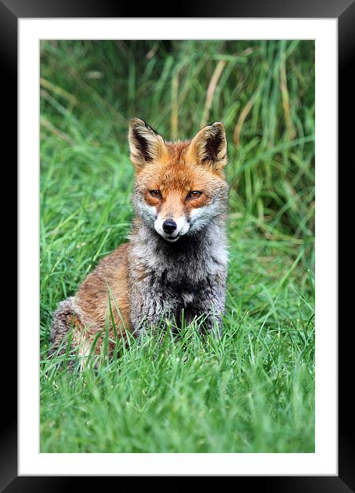 Red Fox Framed Mounted Print by chris lloyd