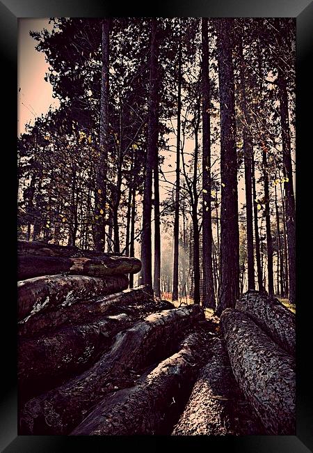 Logs in the Forest Framed Print by Natalie Foskett