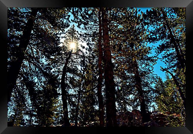 Yosemite trees Framed Print by Natalie Foskett