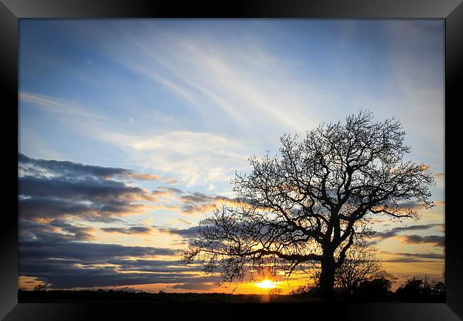 Lone Tree Sunset Framed Print by I Burns