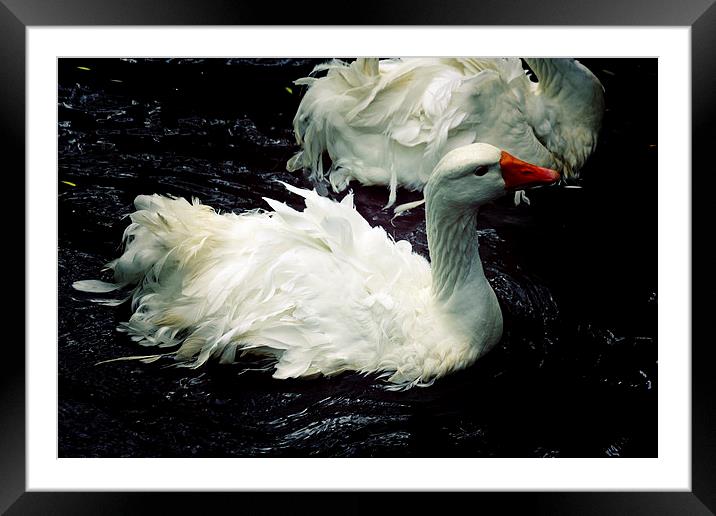 goose Framed Mounted Print by george silverstein