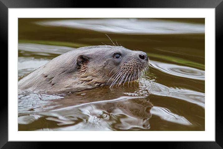 Wild Otter 3 Framed Mounted Print by Mike Stephen