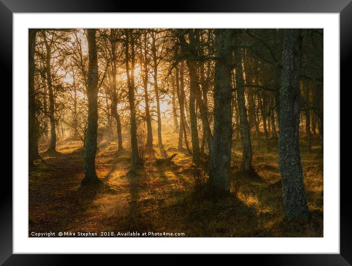 Woodland Glow Framed Mounted Print by Mike Stephen