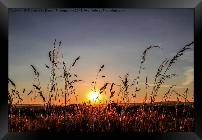 Sunset Grass Framed Print by Tracey Yeo