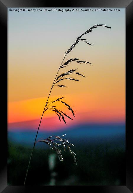 Standing Tall At Sunset Framed Print by Tracey Yeo