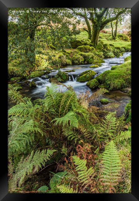 Flowing Beside The Ferns. Framed Print by Tracey Yeo