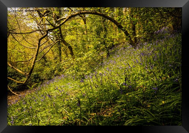 Sunlit Bluebells Framed Print by Tracey Yeo
