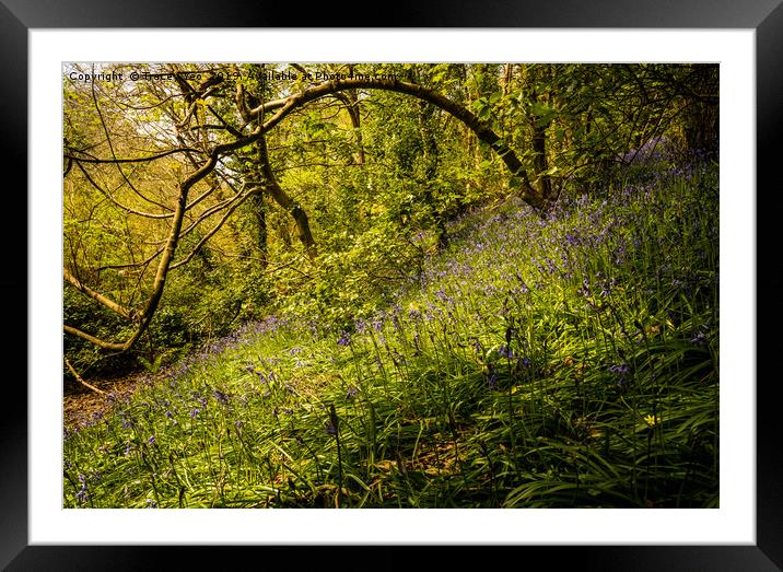 Sunlit Bluebells Framed Mounted Print by Tracey Yeo