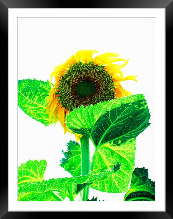 Sunflower Framed Mounted Print by Steve Outram