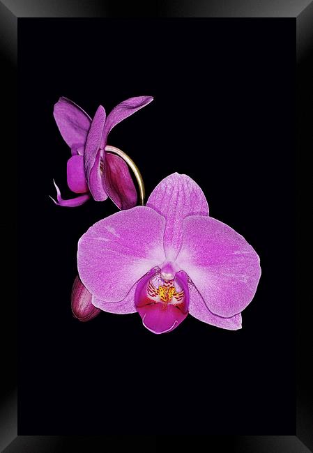 Exotic Orchid Framed Print by Brian Fry