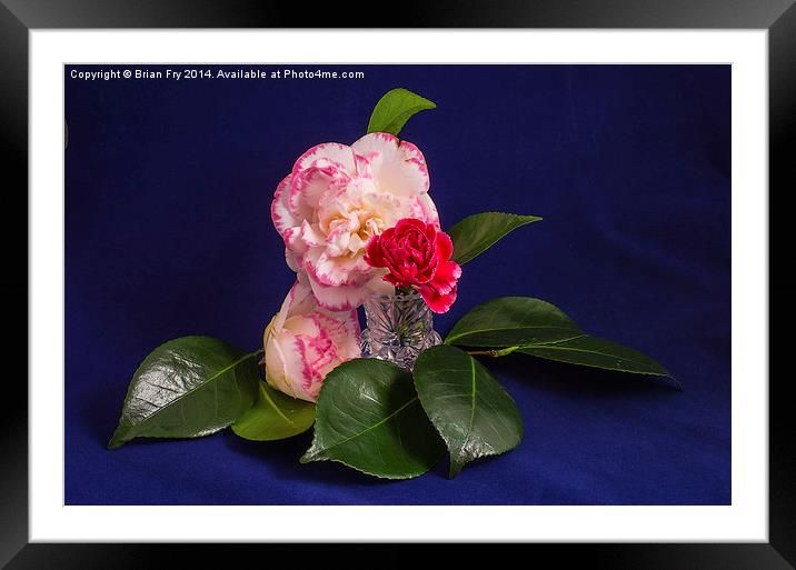 Pink Green White on blue Framed Mounted Print by Brian Fry