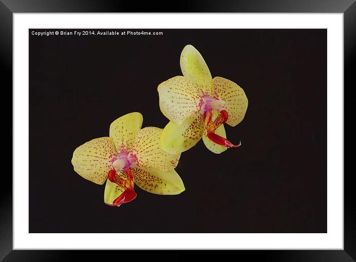 Beautiful Yellow Orchid Framed Mounted Print by Brian Fry