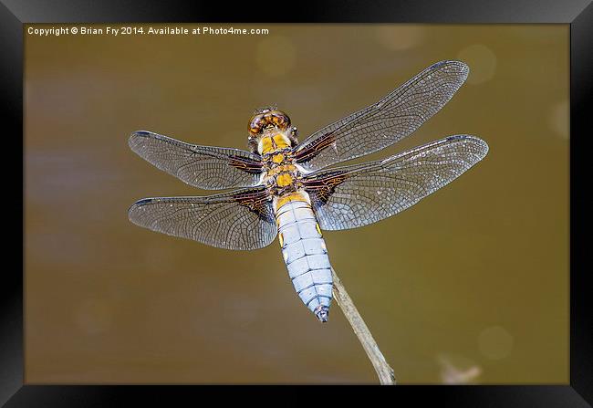 Broad bodied chaser dragonfly Framed Print by Brian Fry