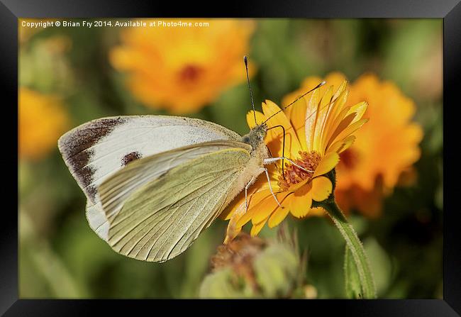  Large white butterfly Framed Print by Brian Fry