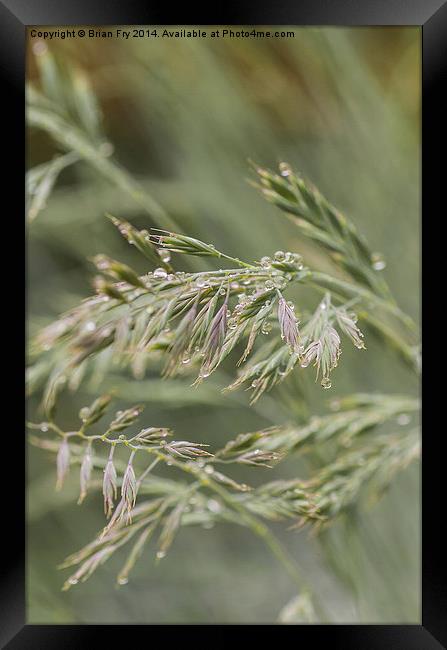 Raindrops on grass Framed Print by Brian Fry