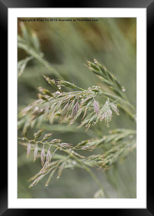 Raindrops on grass Framed Mounted Print by Brian Fry