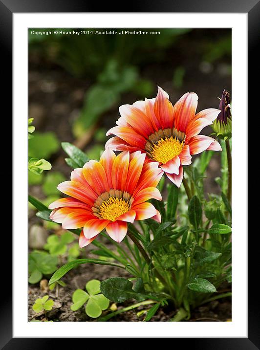 Red gazania Framed Mounted Print by Brian Fry