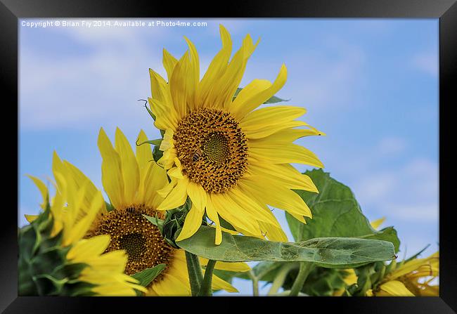  Sunflower sunshine Framed Print by Brian Fry