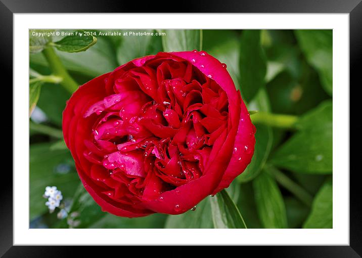 Red peony after rain Framed Mounted Print by Brian Fry