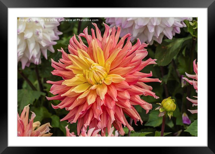  Colourful  Dahlia Framed Mounted Print by Brian Fry