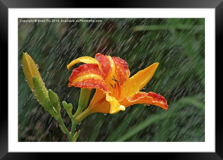 Lily in the rain Framed Mounted Print by Brian Fry