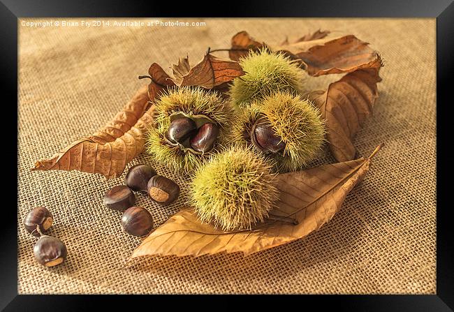  Sweet Chestnut seed pods Framed Print by Brian Fry