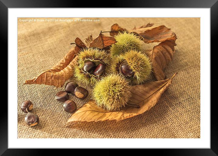  Sweet Chestnut seed pods Framed Mounted Print by Brian Fry