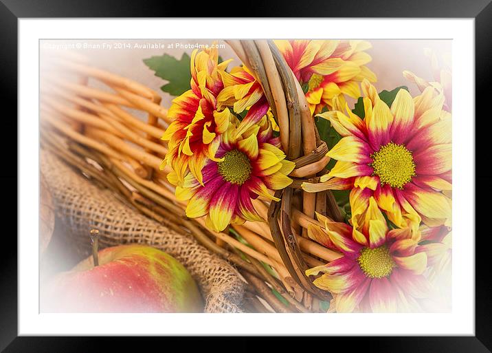  Chrysanthermums and a Basket Framed Mounted Print by Brian Fry