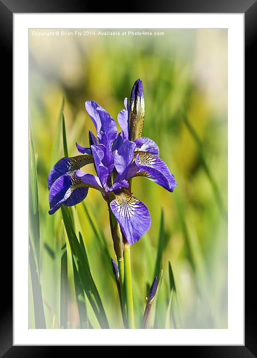 Blue Pencil Iris  Framed Mounted Print by Brian Fry