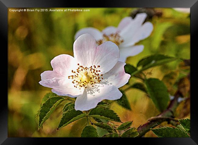 Wild pink dog rose Framed Print by Brian Fry