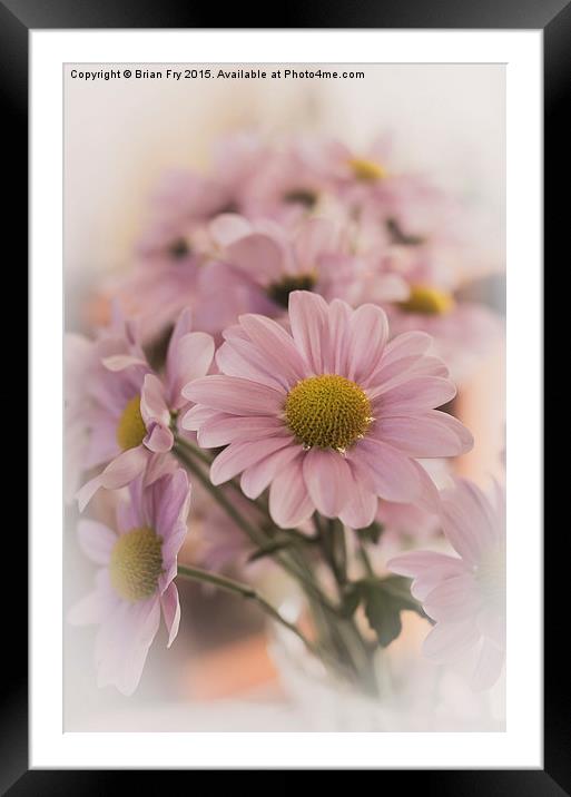 Chrysanthermums in vase Framed Mounted Print by Brian Fry