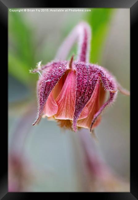 Geum Rivale Framed Print by Brian Fry