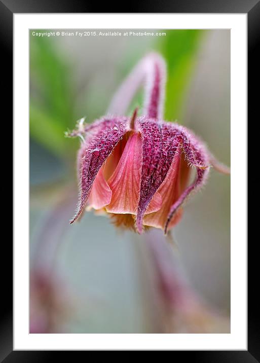 Geum Rivale Framed Mounted Print by Brian Fry