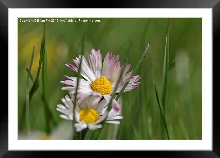  Daisy in long grass Framed Mounted Print by Brian Fry