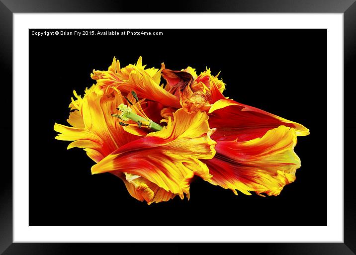  Flame Framed Mounted Print by Brian Fry