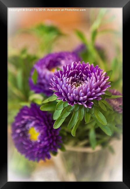  Aster in a vase Framed Print by Brian Fry