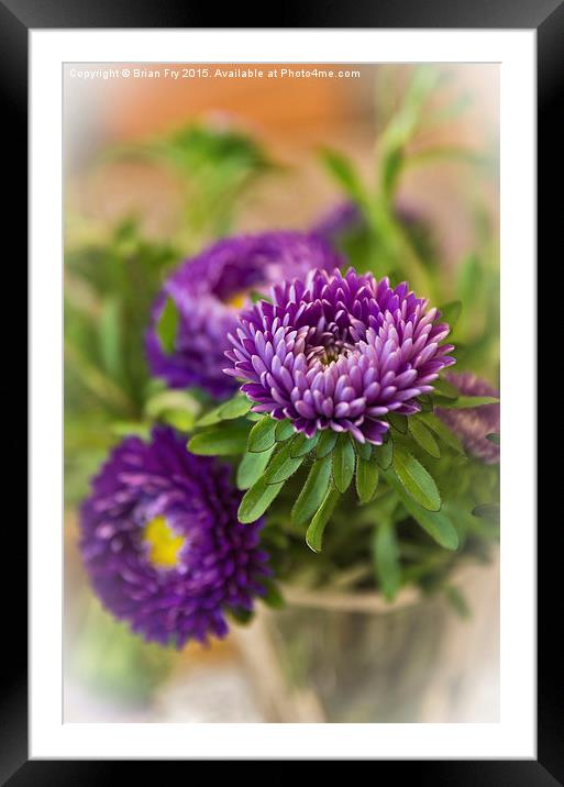  Aster in a vase Framed Mounted Print by Brian Fry