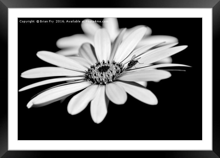 Osteospermum and fly Framed Mounted Print by Brian Fry