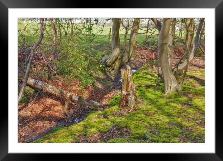 Woodland stream Framed Mounted Print by Brian Fry